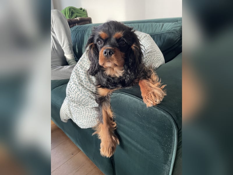 Bezaubernde Cavalier King Charles Spaniel Hündin