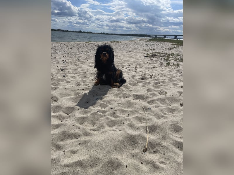 Bezaubernde Cavalier King Charles Spaniel Hündin