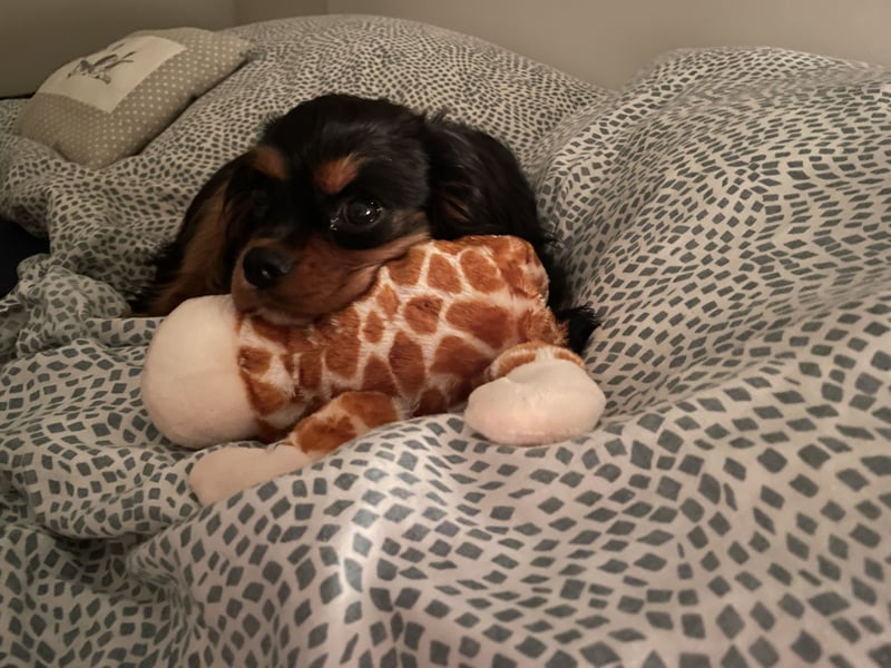 Bezaubernde Cavalier King Charles Spaniel Hündin