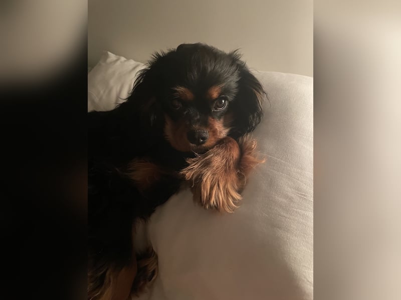 Bezaubernde Cavalier King Charles Spaniel Hündin