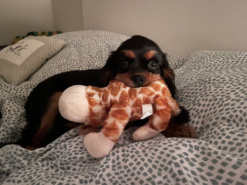 Bezaubernde Cavalier King Charles Spaniel Hündin