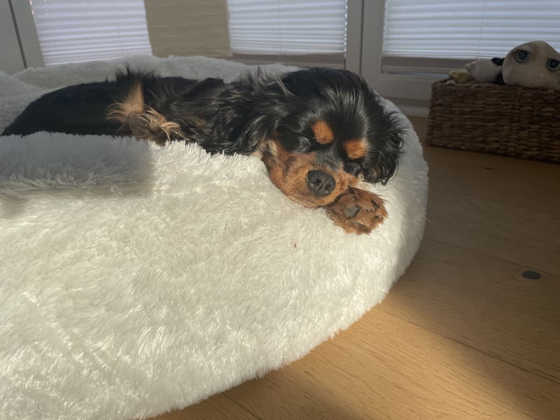 Bezaubernde Cavalier King Charles Spaniel Hündin