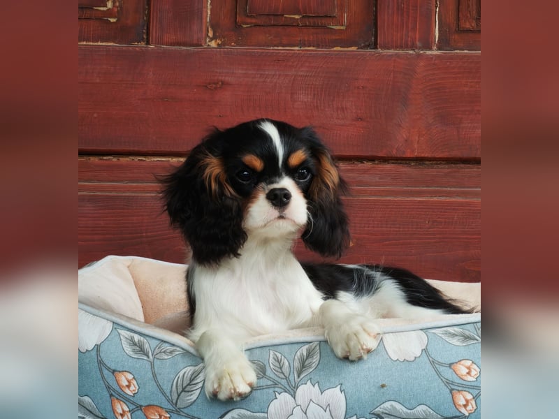 Cavalier King Charles Spaniel
