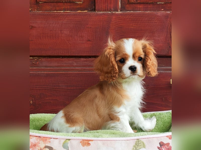Cavalier King Charles Spaniel