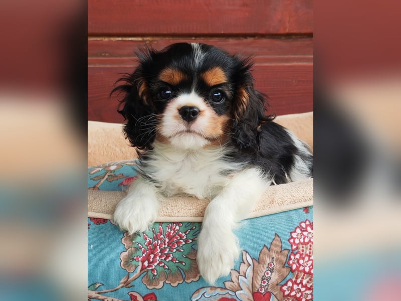 Cavalier King Charles Spaniel
