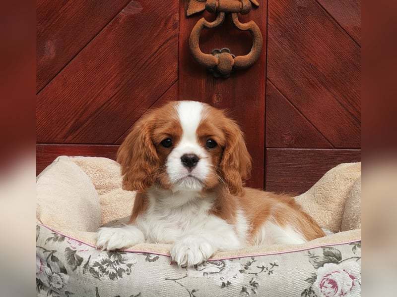 Cavalier Rüde zu verkaufen!