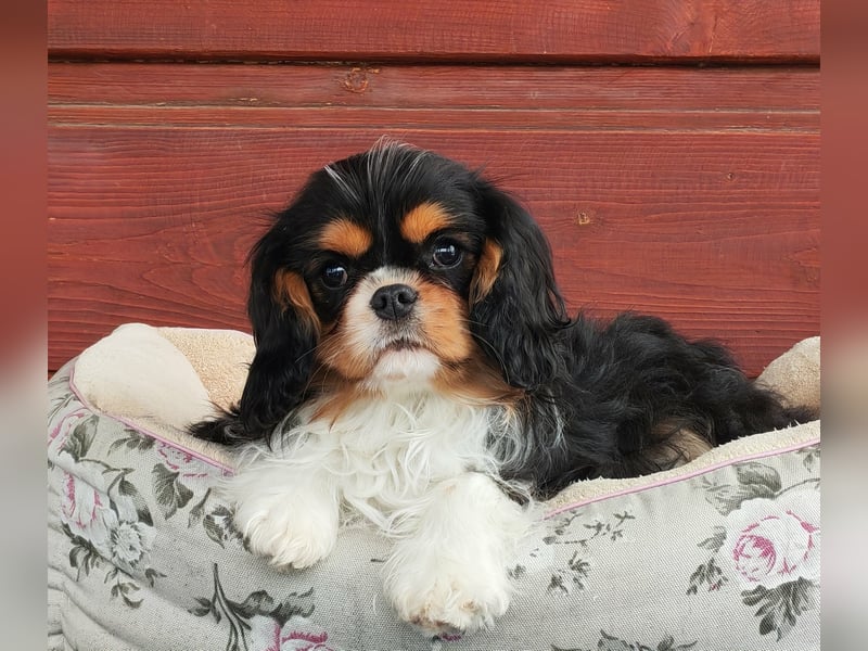 Cavalier-Hündin mit Stammbaum zu verkaufen!