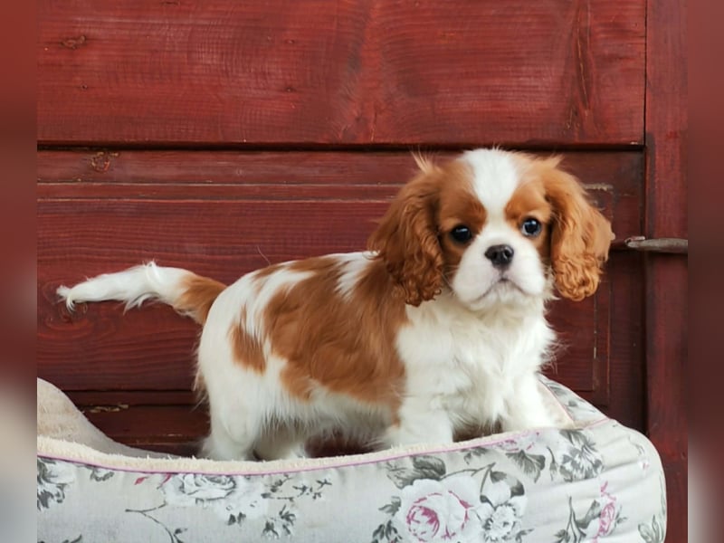 Cavalier-Hündin zu verkaufen!