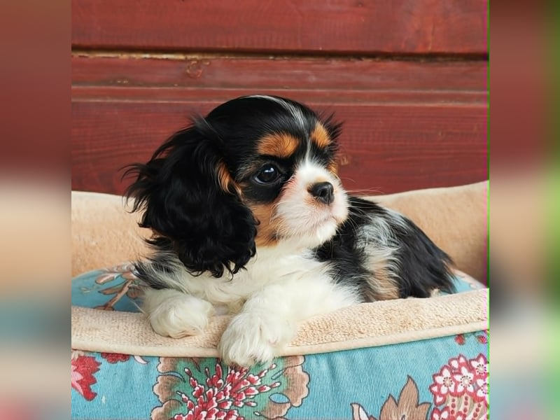 Cavalier-Hündin mit Stammbaum zu verkaufen!