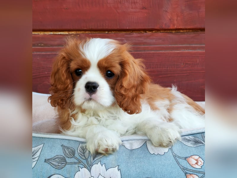 Cavalier King Charles Spaniel