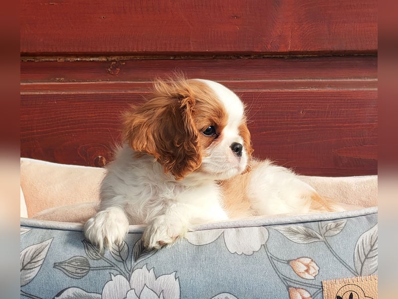 Cavalier King Charles Spaniel