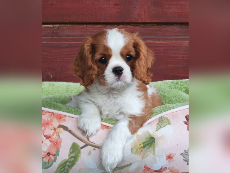 Cavalier King Charles Spaniel