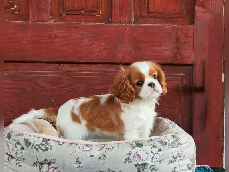 Cavalier-Hündin zu verkaufen!