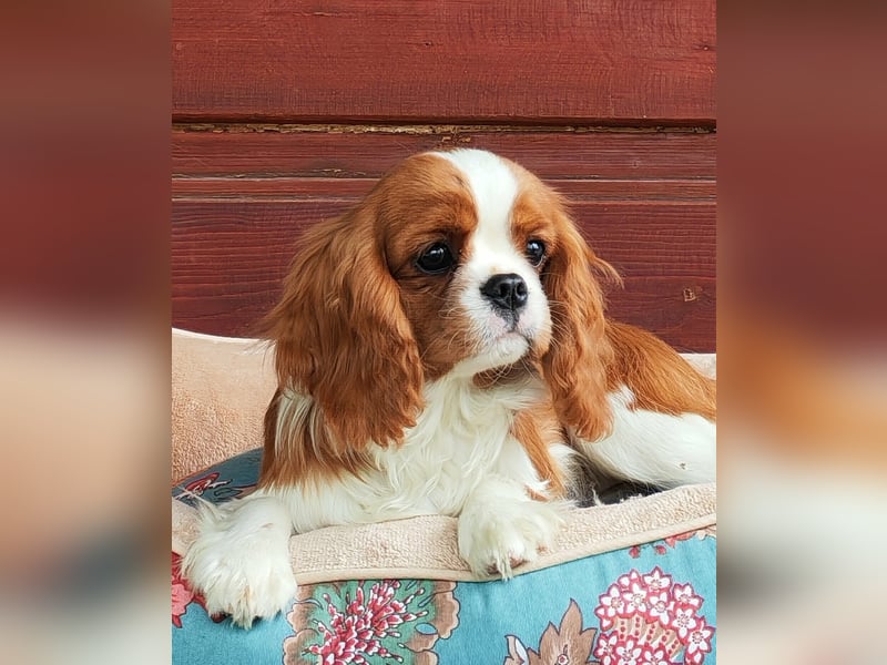 Cavalier-Hündin mit Stammbaum zu verkaufen!