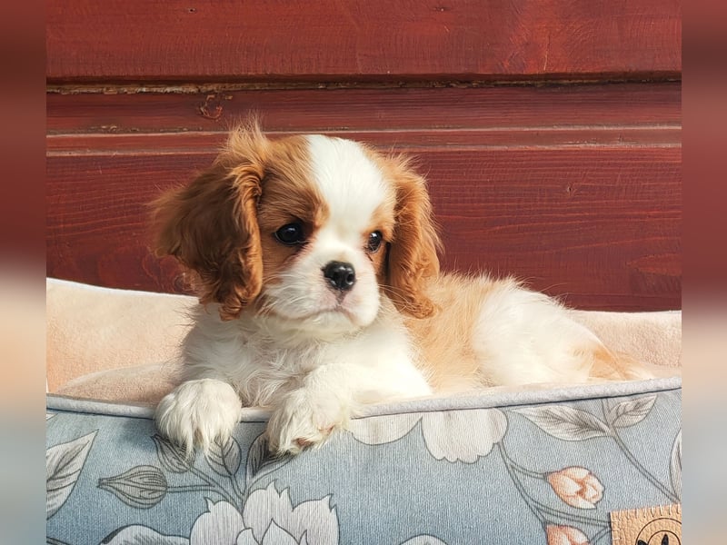 Cavalier King Charles Spaniel