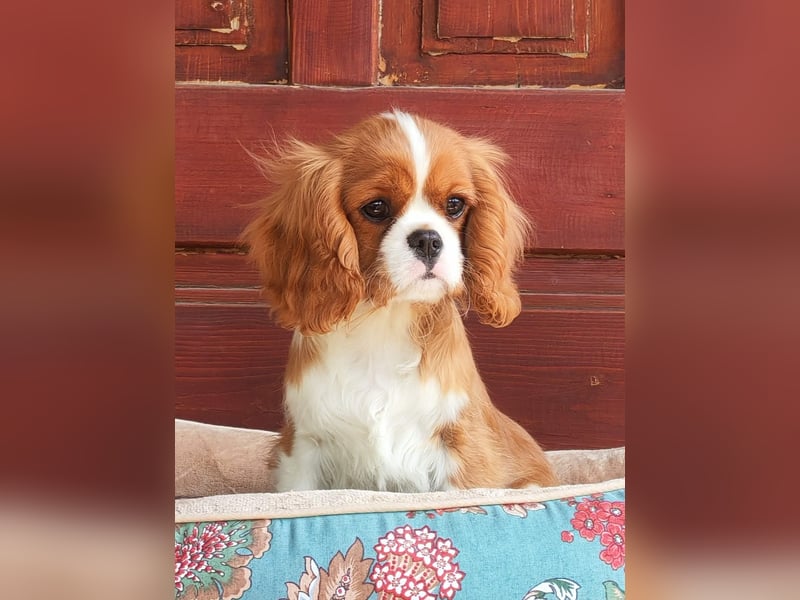 Cavalier-Rüdenwelpen zu verkaufen!