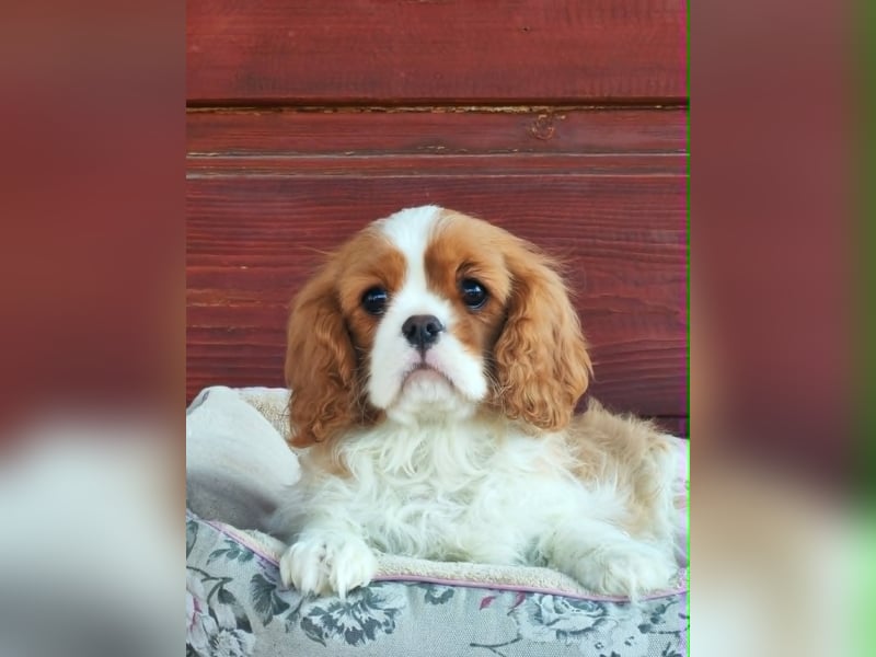 Cavalier-Hündin mit Stammbaum zu verkaufen!