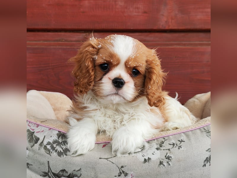 Cavalier-Hündin mit Stammbaum zu verkaufen!