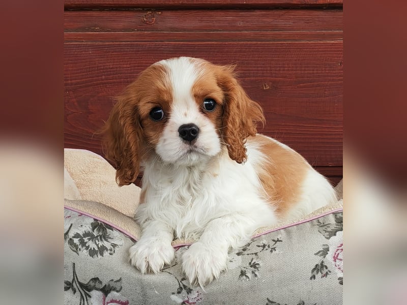Cavalier-Rüde mit Stammbaum zu verkaufen!