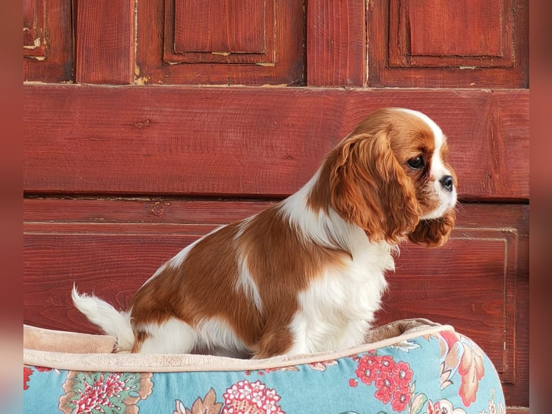 Cavalier-Hündin mit Stammbaum zu verkaufen!