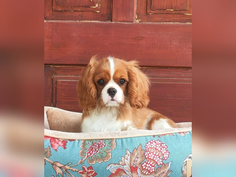 Cavalier-Rüdenwelpen zu verkaufen!