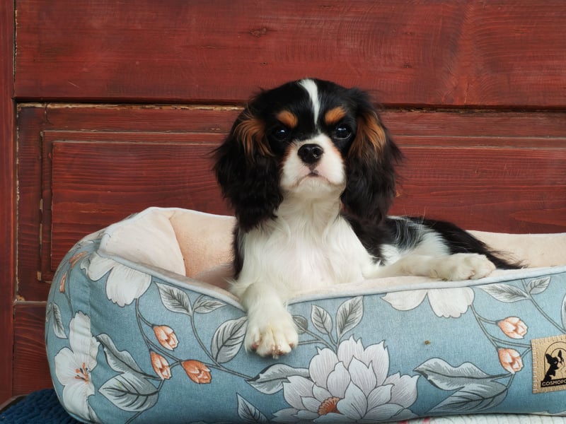 Cavalier King Charles Spaniel