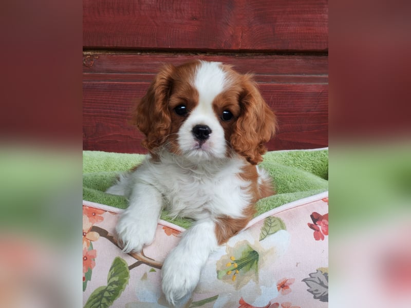 Cavalier King Charles Spaniel