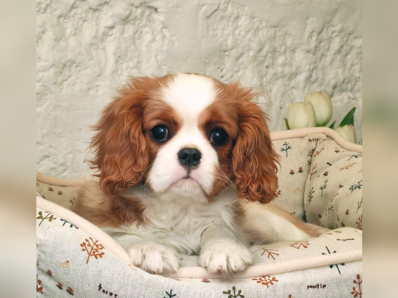 Cavalier-Hündin zu verkaufen!