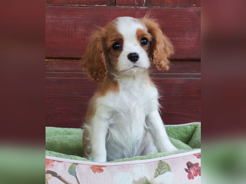 Cavalier King Charles Spaniel