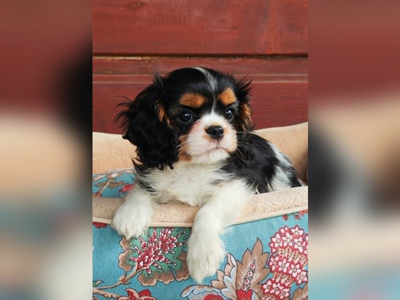 Cavalier-Hündin mit Stammbaum zu verkaufen!
