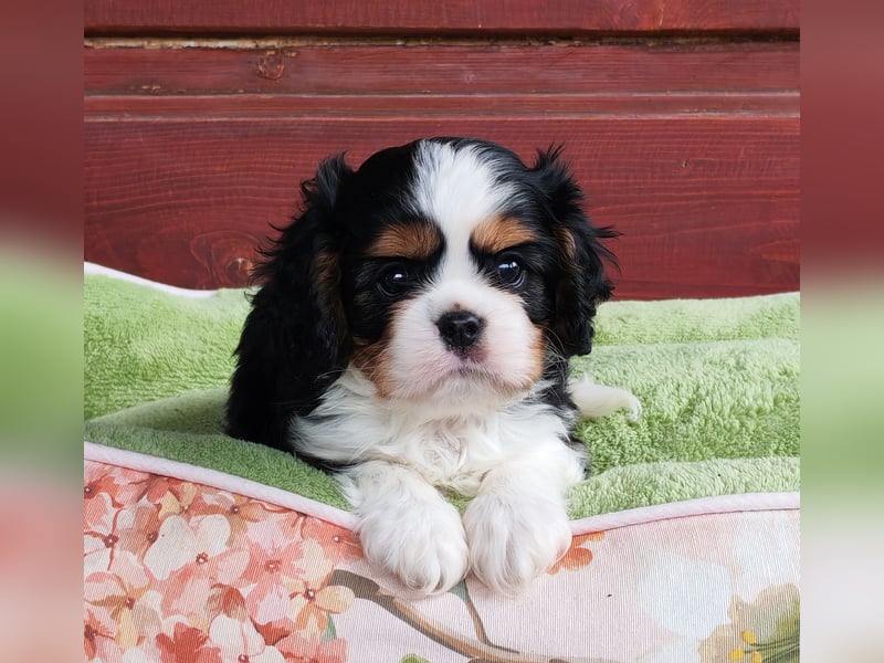 Cavalier King Charles Spaniel