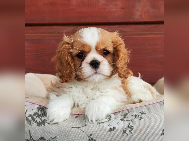 Cavalier-Hündin mit Stammbaum zu verkaufen!