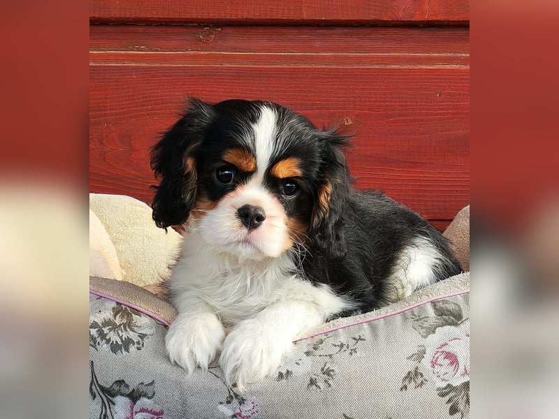 Cavalier Rüde zu verkaufen!