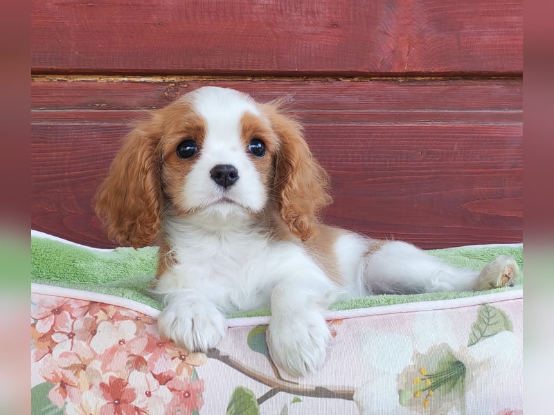 Cavalier King Charles Spaniel