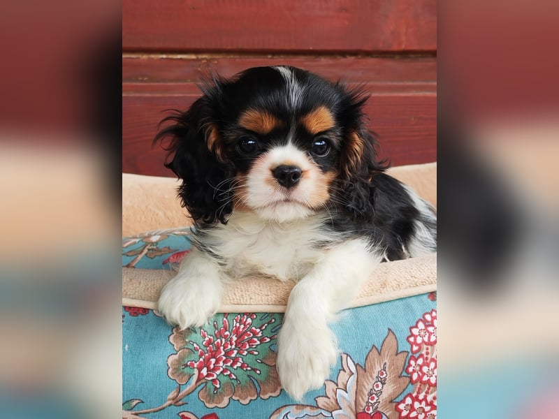 Cavalier King Charles Spaniel