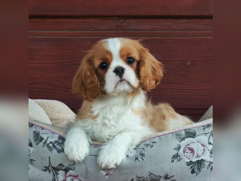 Cavalier-Hündin mit Stammbaum zu verkaufen!