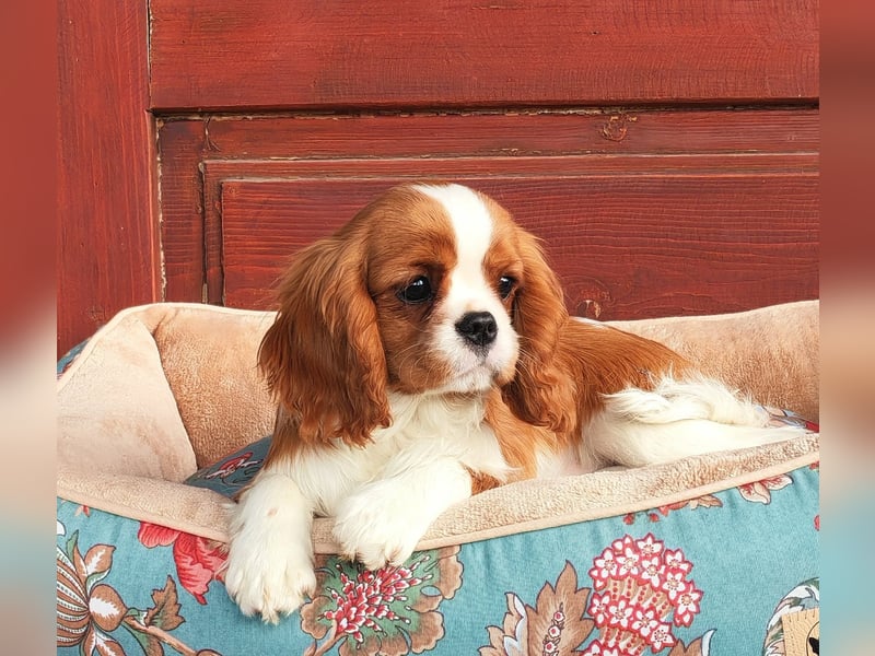 Cavalier-Hündin mit Stammbaum zu verkaufen!