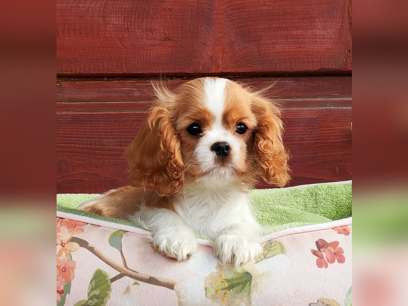 Cavalier King Charles Spaniel