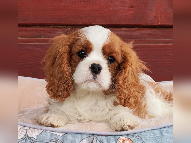 Cavalier King Charles Spaniel mit Stammbaum zu verkaufen!