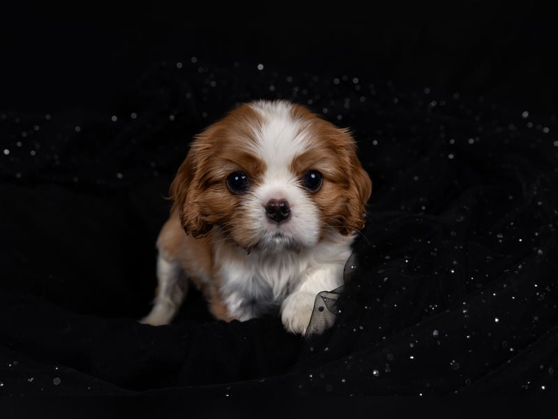 Unsere kleinen Brillianten sind da!