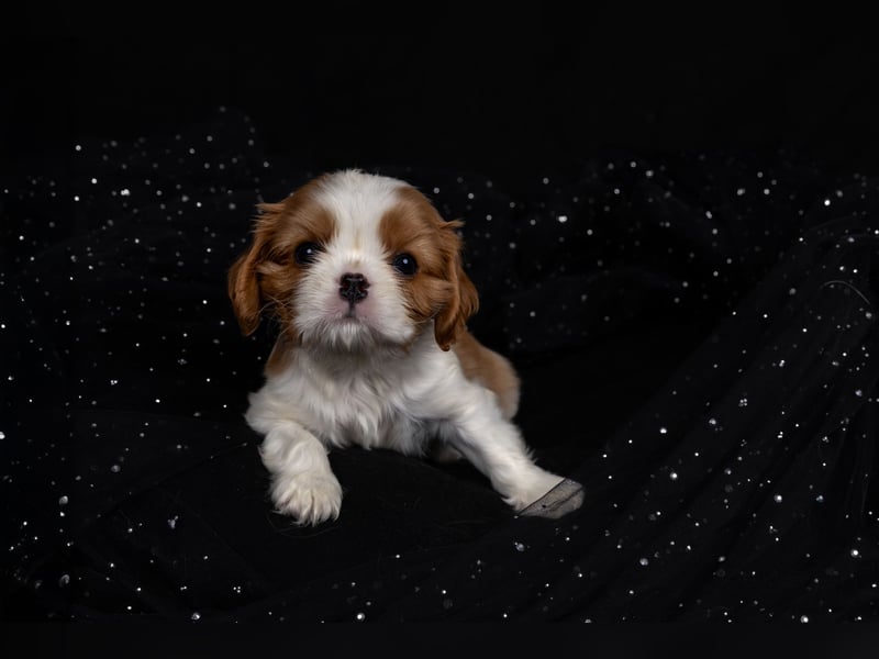 Unsere kleinen Brillianten sind da!