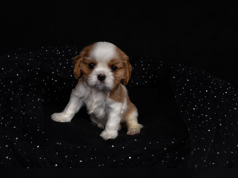 Unsere kleinen Brillianten sind da!