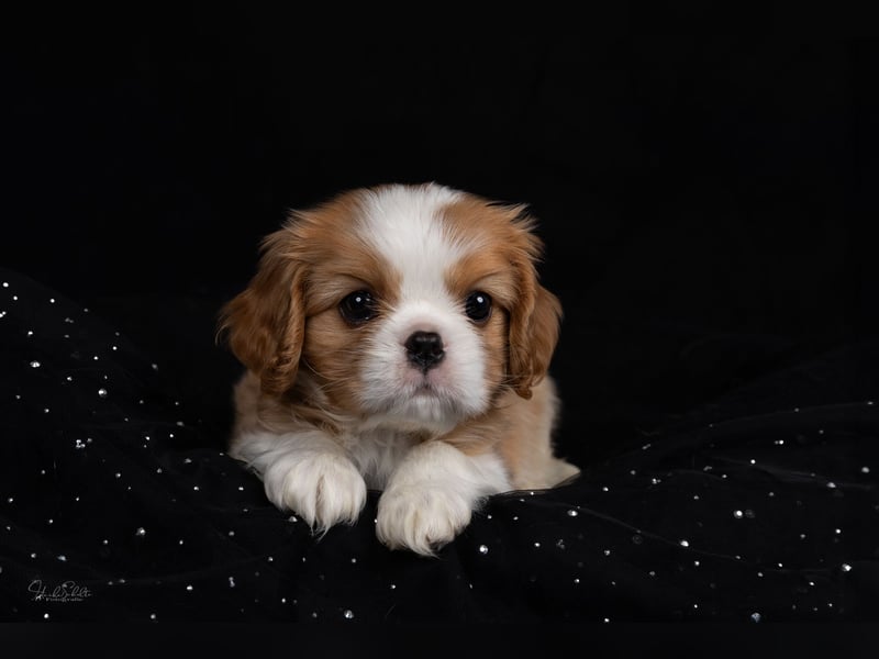 Unsere kleinen Brillianten sind da!