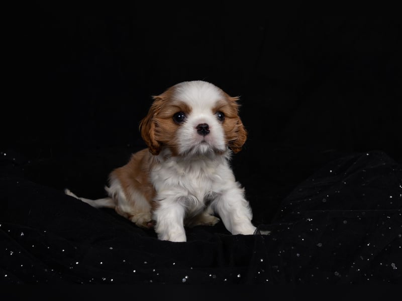 Unsere kleinen Brillianten sind da!