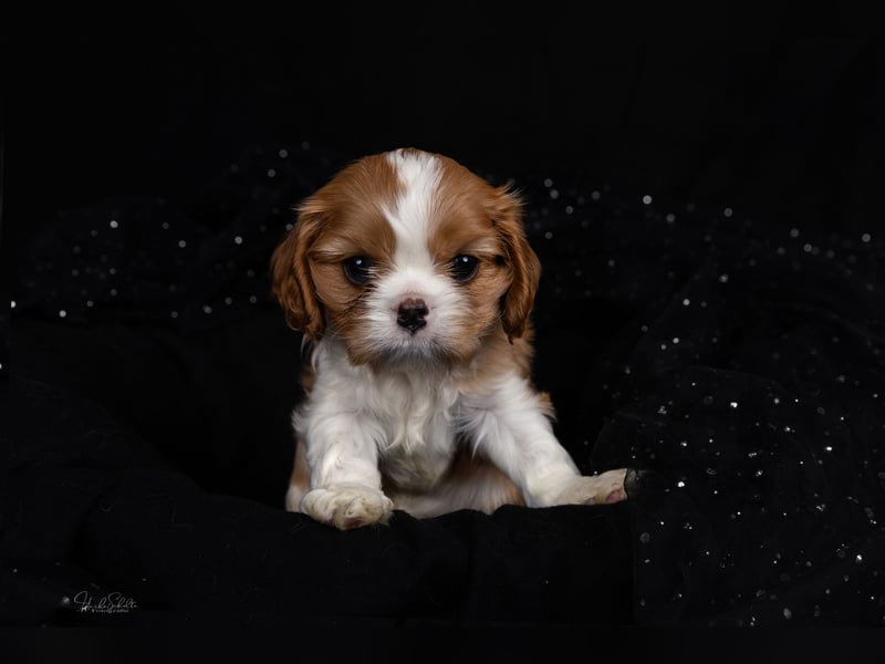 Unsere kleinen Brillianten sind da!