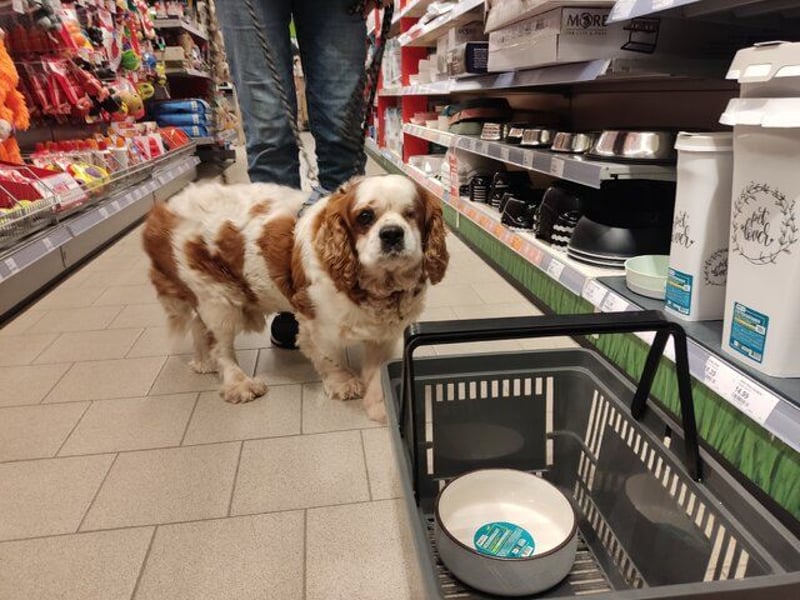 Zuhause gesucht für Muki – Ein Herz auf vier Pfoten 