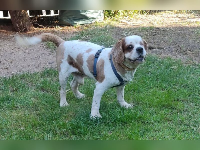 Zuhause gesucht für Muki – Ein Herz auf vier Pfoten 