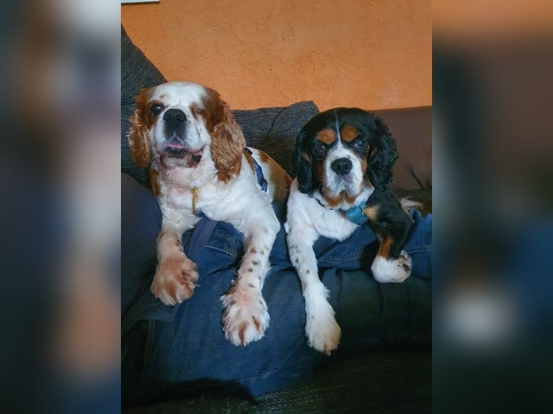 Zuhause gesucht für Muki – Ein Herz auf vier Pfoten 