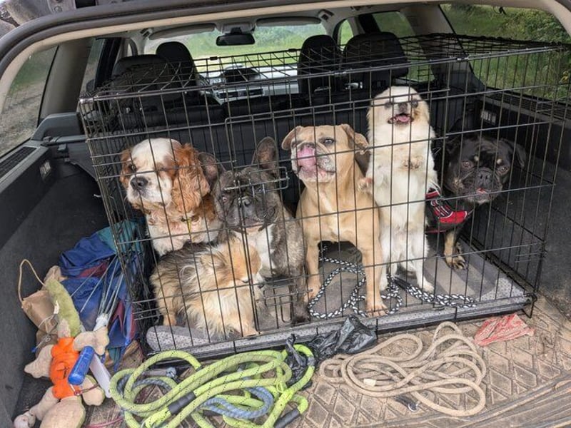 Zuhause gesucht für Muki – Ein Herz auf vier Pfoten 