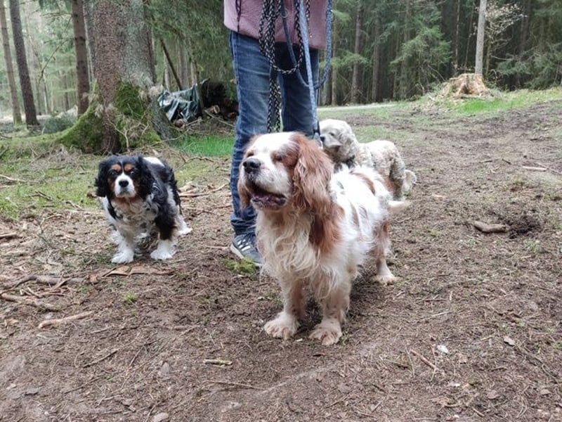 Zuhause gesucht für Muki – Ein Herz auf vier Pfoten 
